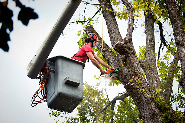 How Our Tree Care Process Works  in Middletown, OH